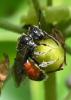 Sphecodes sp.